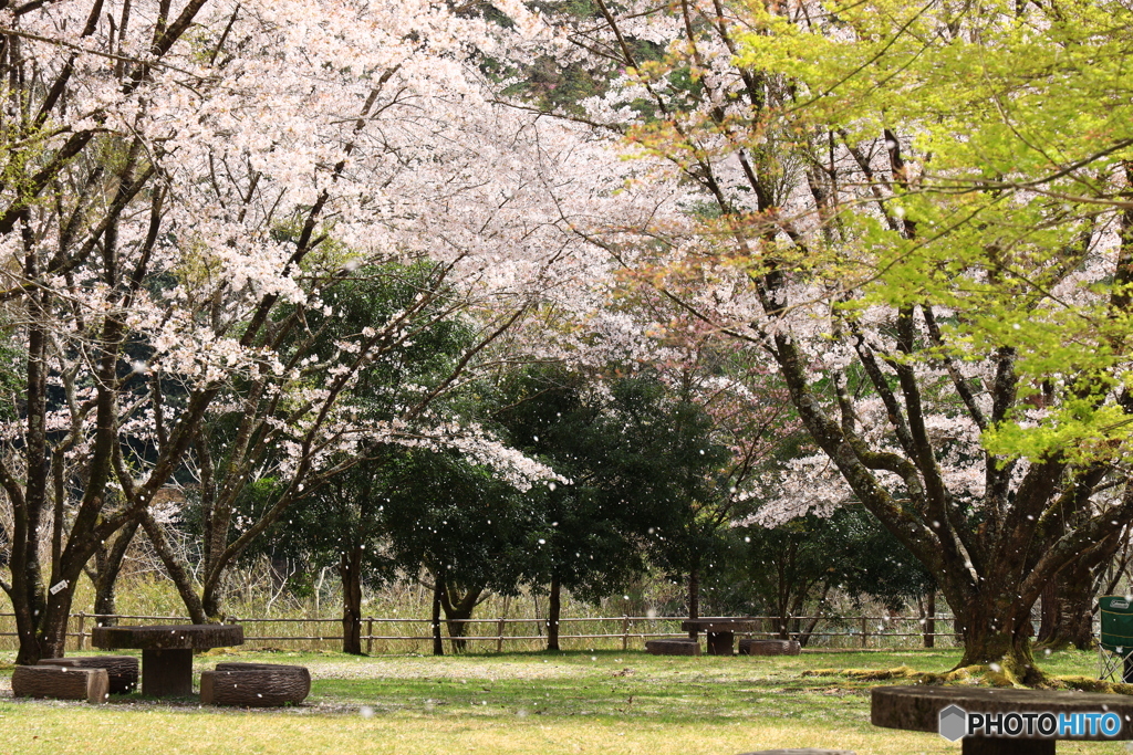 桜吹雪