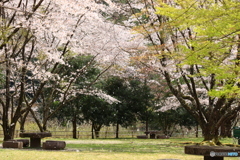 桜吹雪