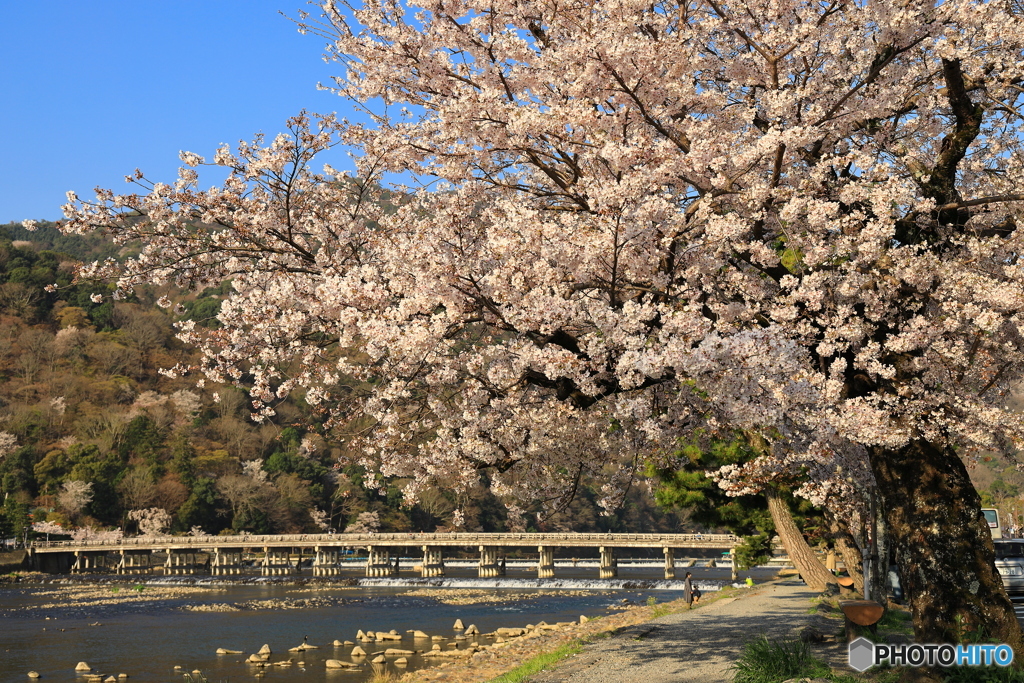 嵐山 桜満開