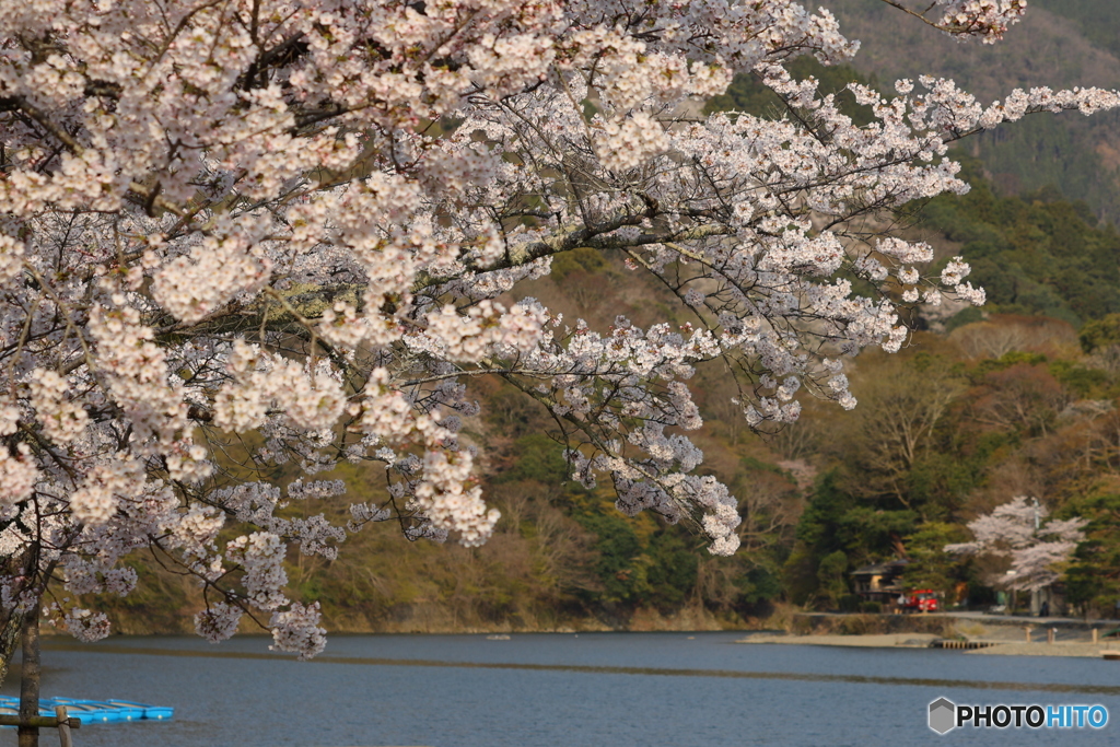 水辺に咲く桜