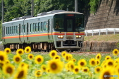 ひまわり畑と列車-2