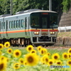 ひまわり畑と列車-2