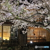 祇園白川の夜桜