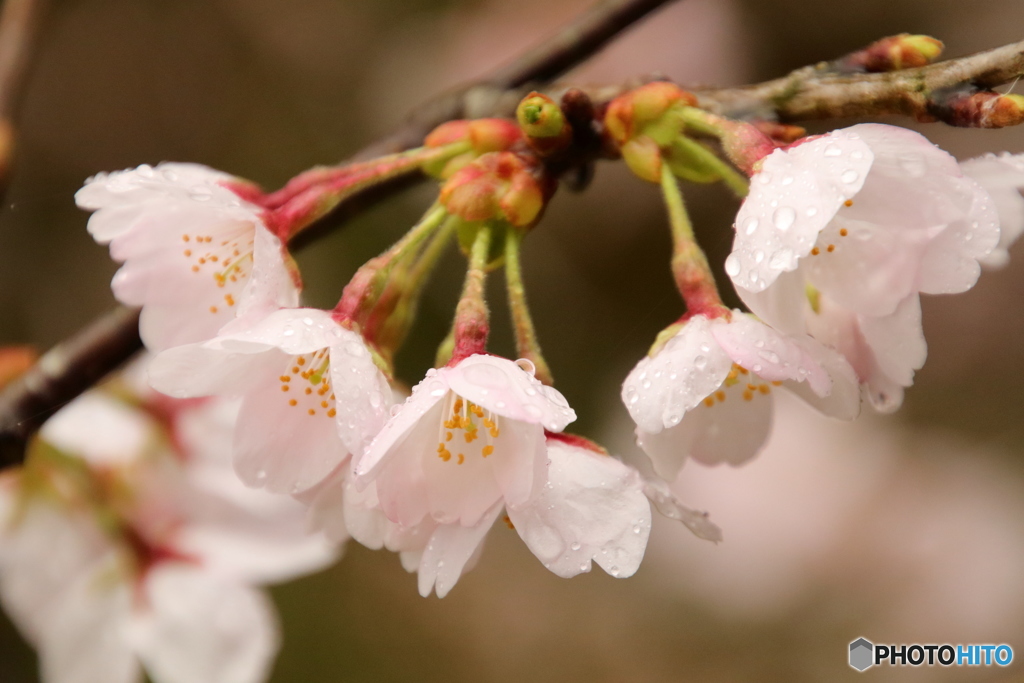桜と雨のしずく#1