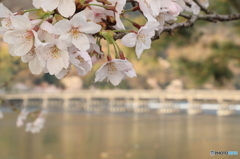 桜と渡月橋