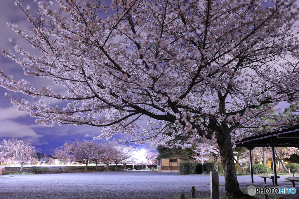 夜桜