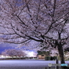 夜桜