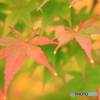 寄り添って