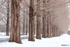 雪のメタセコイア並木