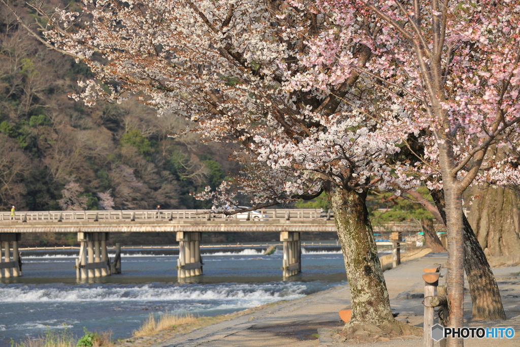 嵐山にも桜の季節がやってきたよ #2