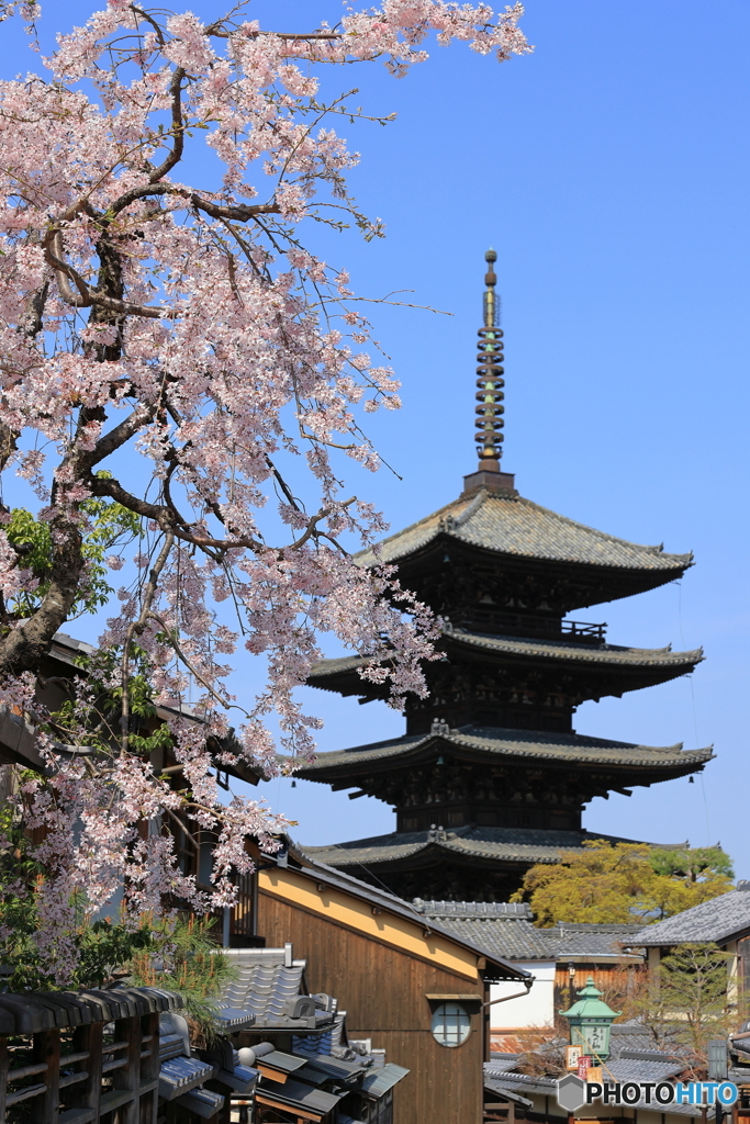 八坂の塔と桜