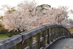 橋の向こうに桜がいっぱい