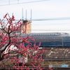 梅の花と新幹線