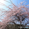 梅満開
