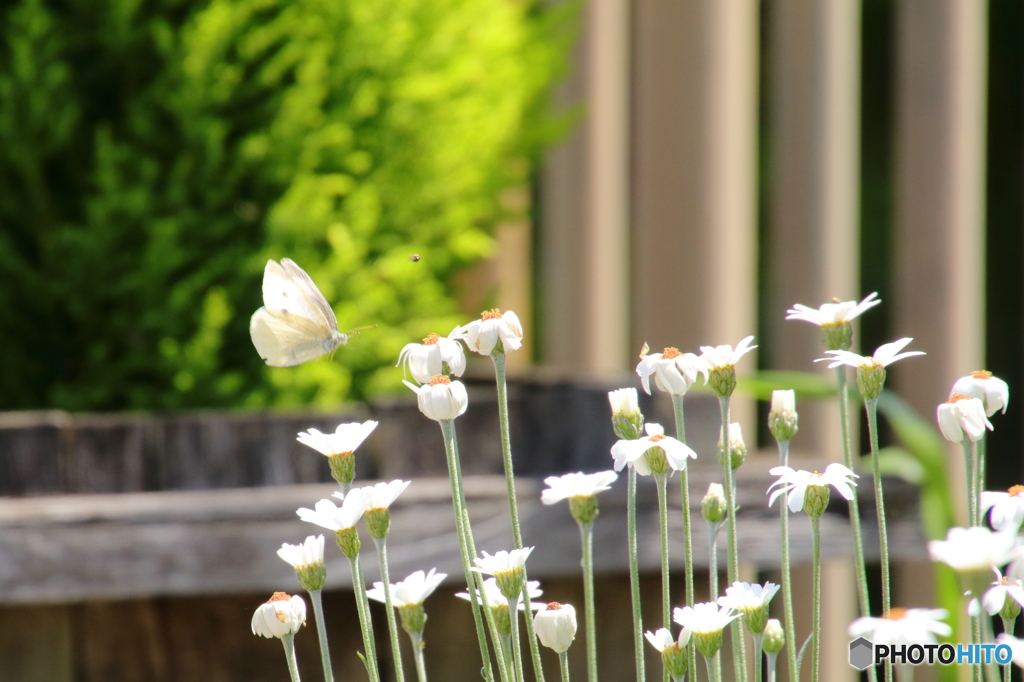 お花と蝶々