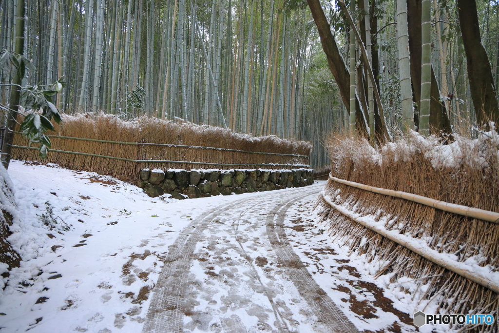 少し雪景色の竹林 #2
