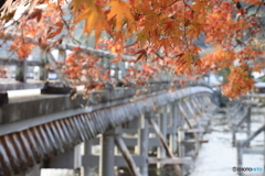 紅葉も終わりかな #3