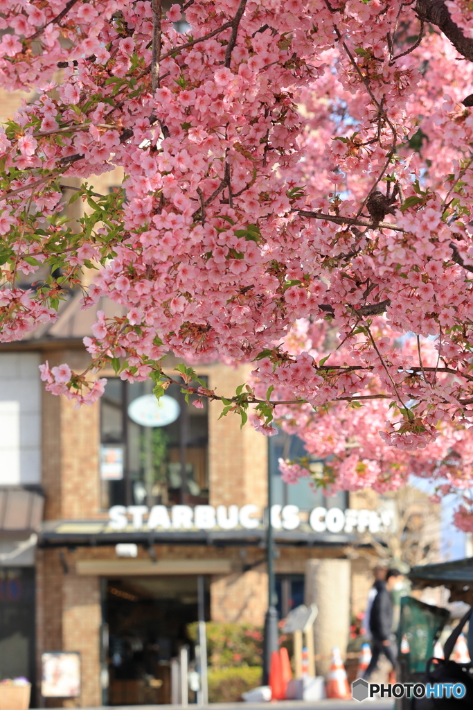 満開の河津桜と街並み