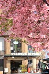 満開の河津桜と街並み