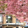 満開の河津桜と街並み