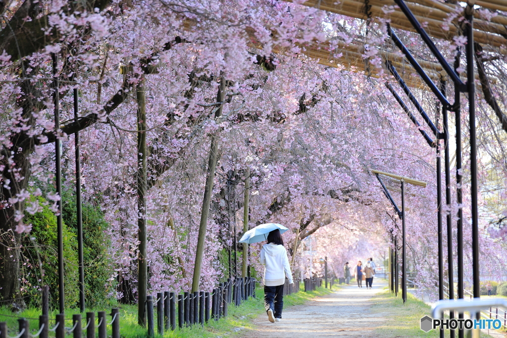 桜並木