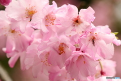 ピンク色の桜満開