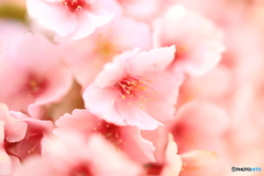 春色ピンク