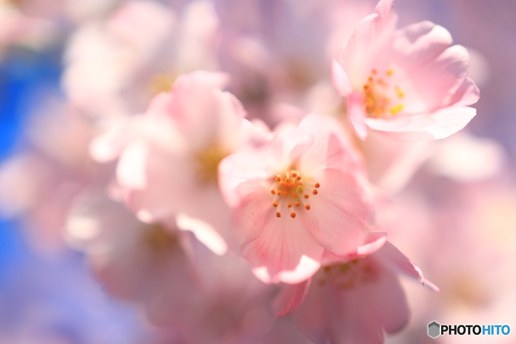 青空の下桜の花クローズアップ②