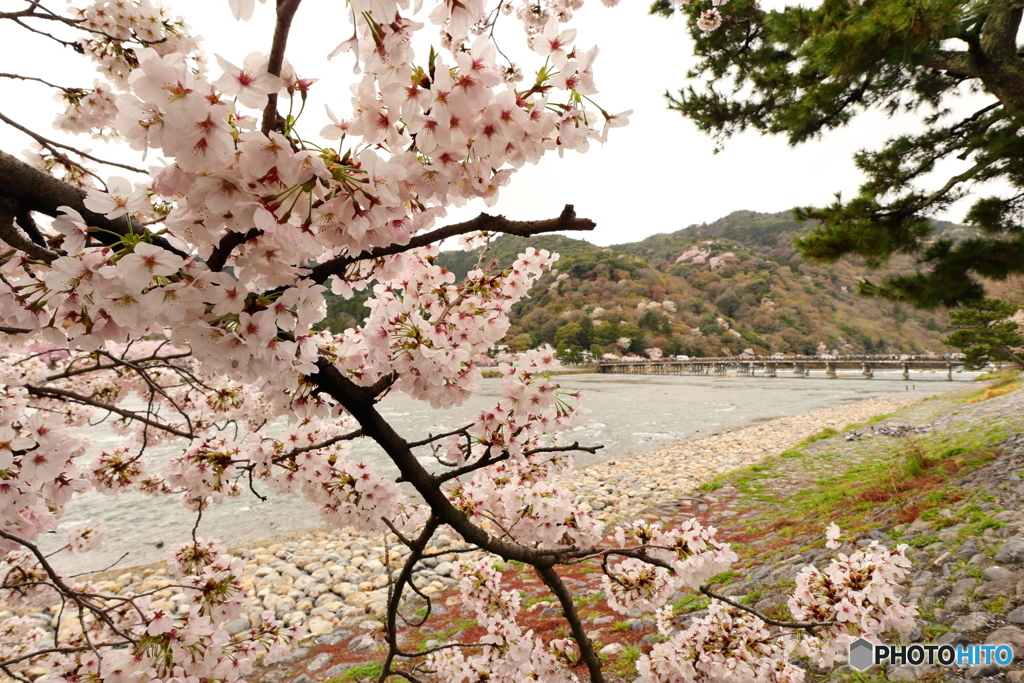 桜の花と渡月橋#1