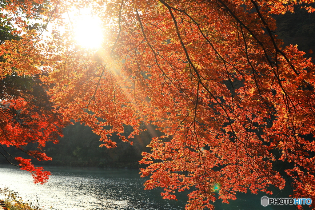 紅葉の間から
