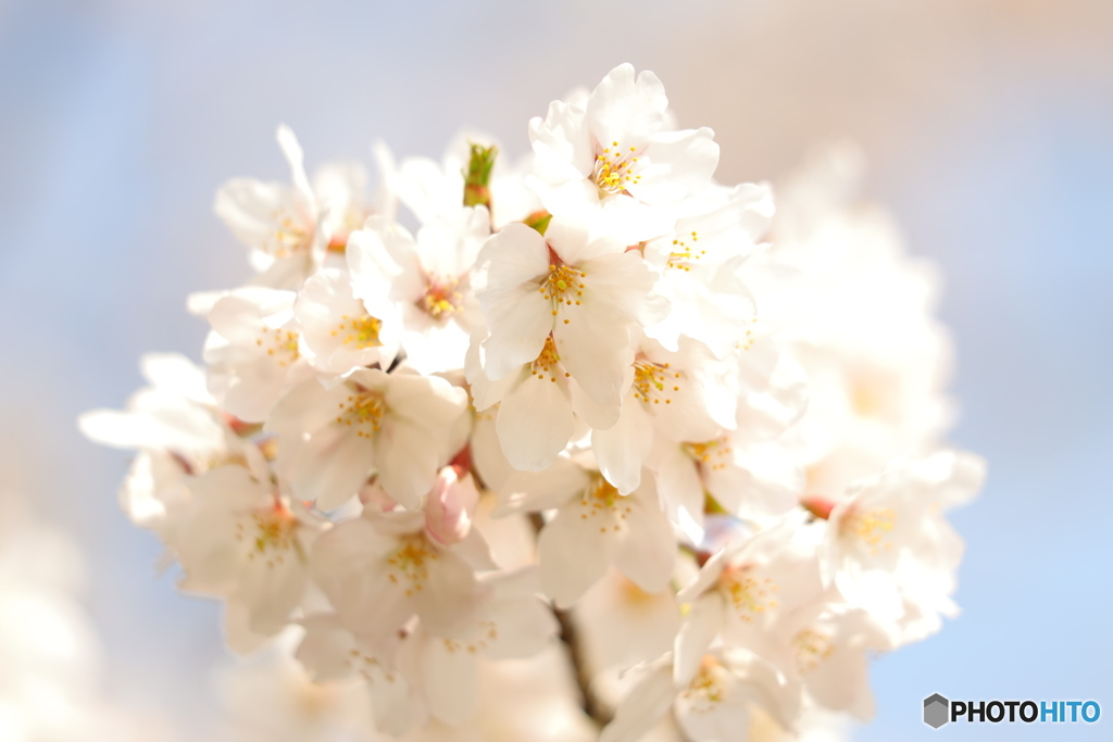 桜の花のだんご