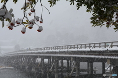 吹雪の中の渡月橋