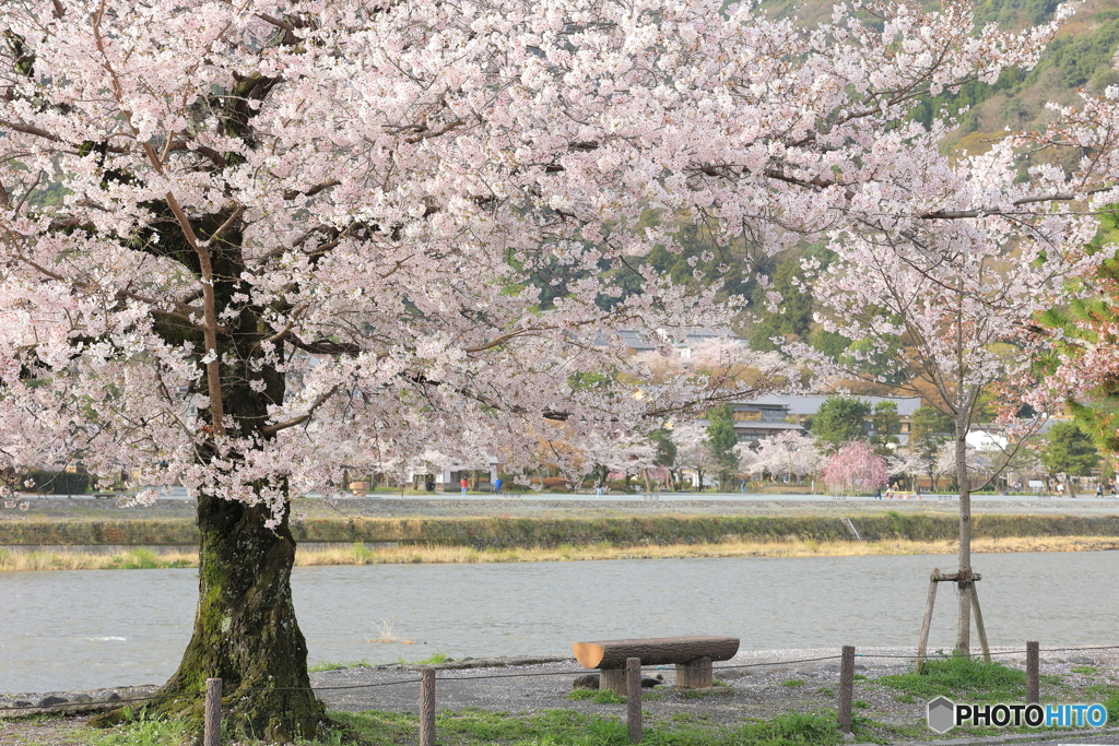 朝の川沿いの桜