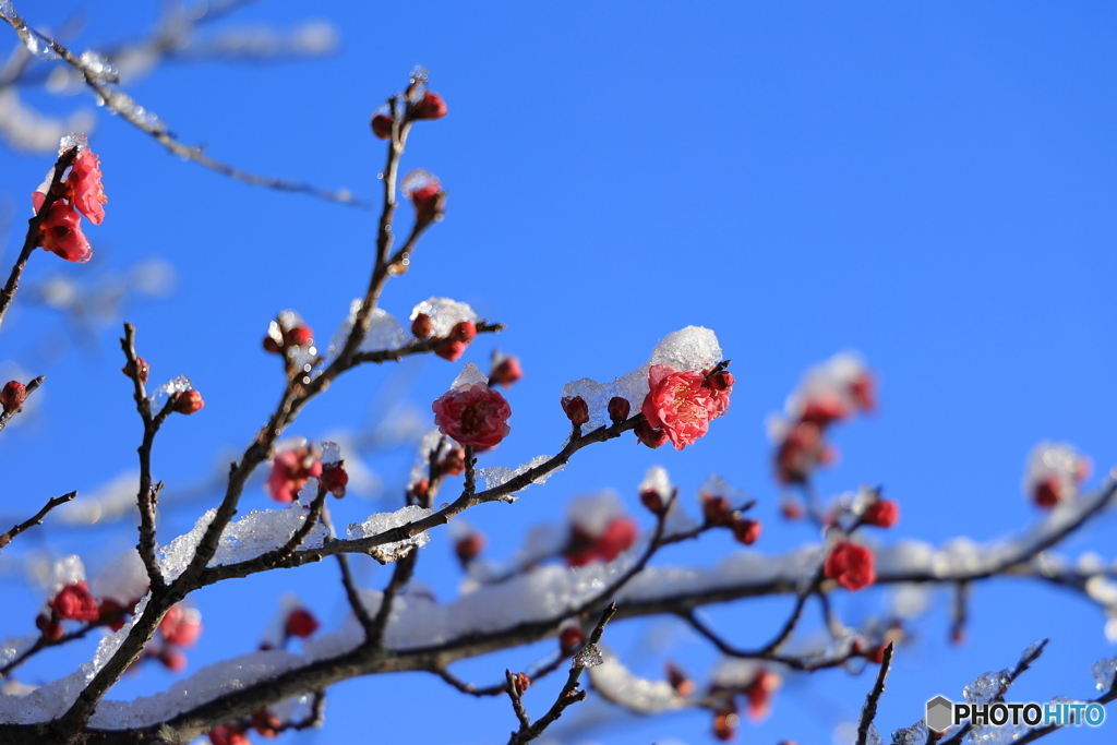 雪を被った梅の花