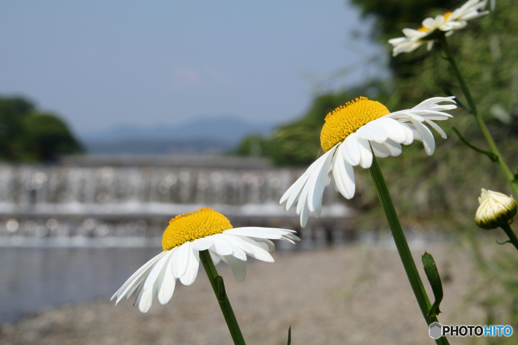 お花と川