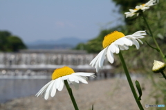 お花と川