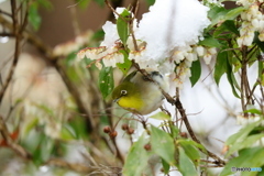 雪の下のメジロ