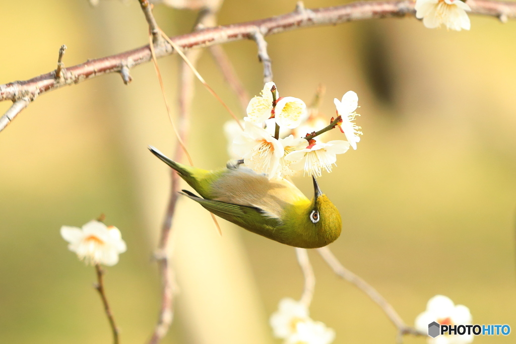 梅の花とメジロ⑤