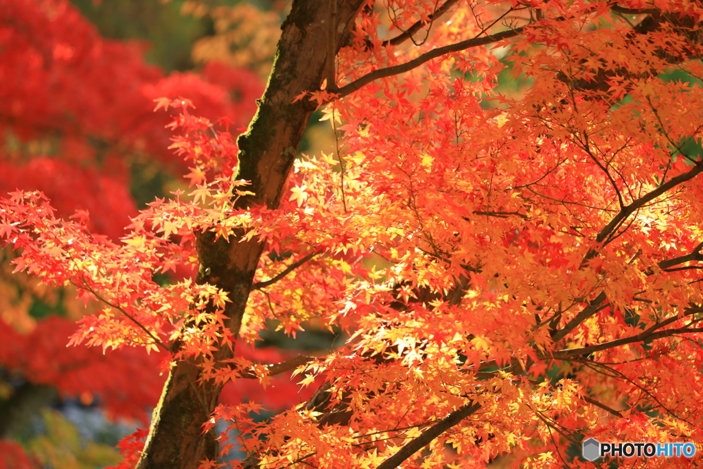 燃ゆる紅葉