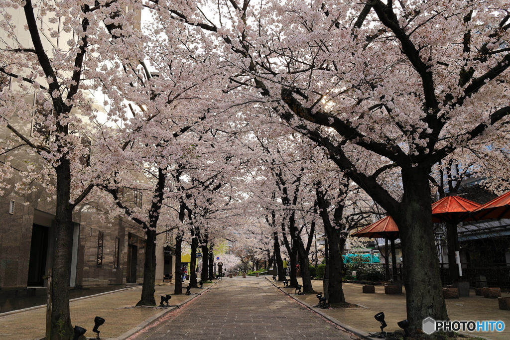 桜並木