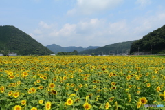 ひまわり達の全校集会