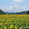 ひまわり達の全校集会