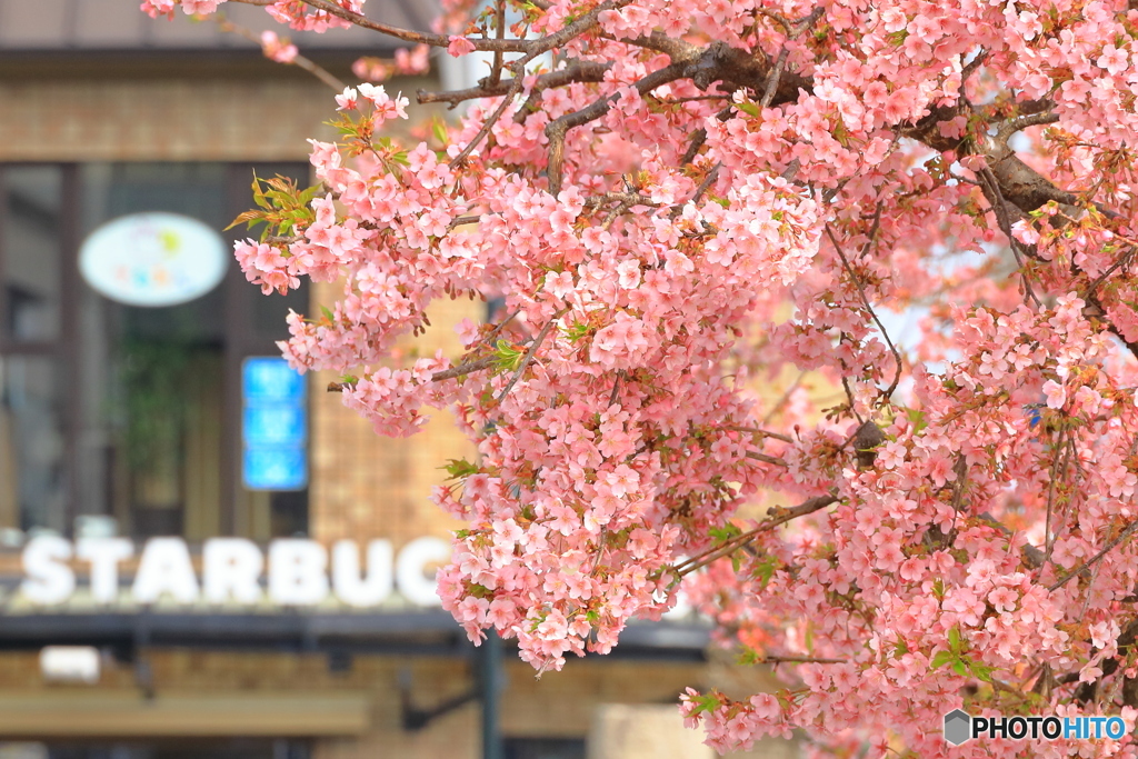 街の中の河津桜