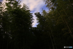 真っ暗な竹林から夜空を見上げる