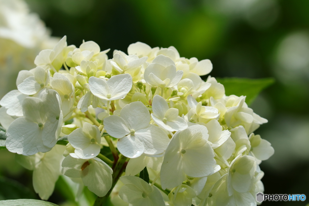 white hydrangea