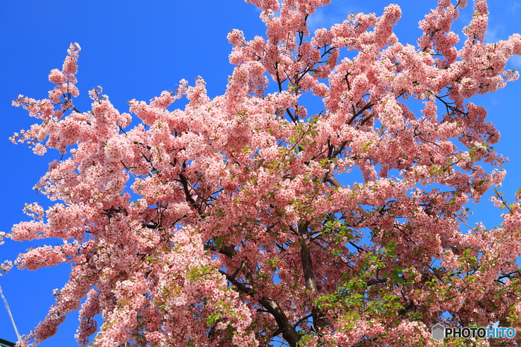 青空に河津桜