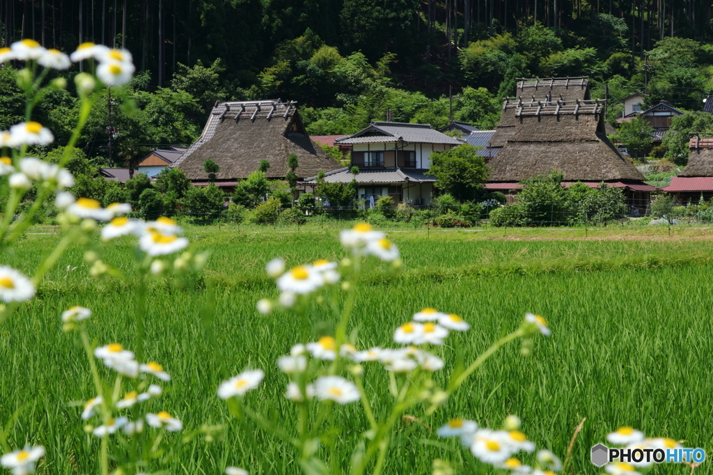 美山かやぶきの里-1