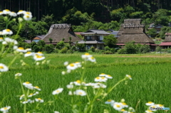 美山かやぶきの里-1