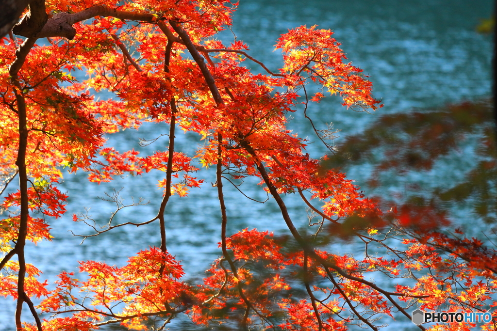 川を背景に紅葉