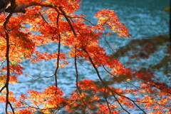 川を背景に紅葉